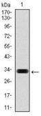 Hyaluronan Synthase 3 antibody, NBP2-37494, Novus Biologicals, Western Blot image 