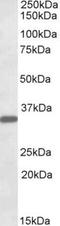 Fibrinogen Like 1 antibody, NBP1-45216, Novus Biologicals, Western Blot image 