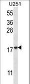 Eukaryotic Translation Initiation Factor 1A Y-Linked antibody, LS-C167673, Lifespan Biosciences, Western Blot image 