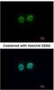 Regulator Of Chromosome Condensation 2 antibody, NBP2-20118, Novus Biologicals, Immunocytochemistry image 