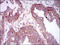 Hyaluronan Synthase 2 antibody, MBS249170, MyBioSource, Immunohistochemistry frozen image 