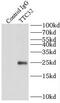 Tetratricopeptide Repeat Domain 32 antibody, FNab09082, FineTest, Immunoprecipitation image 