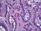 Netrin 1 antibody, orb94934, Biorbyt, Immunohistochemistry paraffin image 