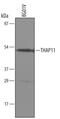 THAP Domain Containing 11 antibody, AF5727, R&D Systems, Western Blot image 