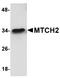 Mitochondrial Carrier 2 antibody, orb75156, Biorbyt, Western Blot image 