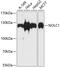 Nucleolar And Coiled-Body Phosphoprotein 1 antibody, 19-932, ProSci, Western Blot image 
