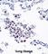 Rho GDP Dissociation Inhibitor Beta antibody, abx027575, Abbexa, Western Blot image 