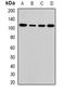 ATPase Family AAA Domain Containing 3A antibody, orb341453, Biorbyt, Western Blot image 