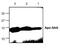 Serum Amyloid A1 antibody, GTX59674, GeneTex, Western Blot image 