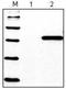 His tag antibody, AM20706PU-S, Origene, Western Blot image 