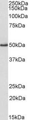 Vasodilator Stimulated Phosphoprotein antibody, STJ73115, St John