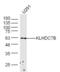 Kelch Domain Containing 7B antibody, GTX00938, GeneTex, Western Blot image 