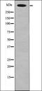 Carcinoembryonic Antigen Related Cell Adhesion Molecule 1 antibody, orb335708, Biorbyt, Western Blot image 