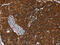 Melanin Concentrating Hormone Receptor 1 antibody, CSB-PA132314, Cusabio, Immunohistochemistry paraffin image 