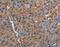 Neuroligin 1 antibody, MBS2528484, MyBioSource, Immunohistochemistry paraffin image 