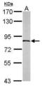 Adaptor Protein, Phosphotyrosine Interacting With PH Domain And Leucine Zipper 1 antibody, PA5-30502, Invitrogen Antibodies, Western Blot image 