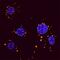 Sequestosome 1 antibody, BAM8028, R&D Systems, Immunocytochemistry image 