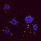 Sequestosome 1 antibody, BAM8028, R&D Systems, Immunocytochemistry image 