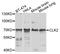 CDC Like Kinase 2 antibody, STJ110195, St John