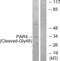 F2R Like Thrombin Or Trypsin Receptor 3 antibody, abx015617, Abbexa, Western Blot image 