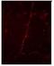 Synapsin I antibody, NB300-180, Novus Biologicals, Immunohistochemistry frozen image 
