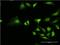 Ring Finger Protein 1 antibody, MA5-19823, Invitrogen Antibodies, Immunofluorescence image 