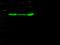 Thimet Oligopeptidase 1 antibody, 50828-RP02, Sino Biological, Western Blot image 