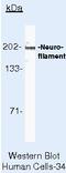 Neurofilament Heavy antibody, MA5-15234, Invitrogen Antibodies, Immunoprecipitation image 