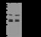NmrA Like Redox Sensor 1 antibody, 201492-T42, Sino Biological, Western Blot image 
