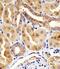 Histidine Triad Nucleotide Binding Protein 1 antibody, MA5-24736, Invitrogen Antibodies, Immunohistochemistry paraffin image 