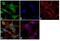 Superoxide Dismutase 1 antibody, LF-MA0023, Invitrogen Antibodies, Immunofluorescence image 