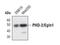 Egl-9 Family Hypoxia Inducible Factor 1 antibody, PA5-17050, Invitrogen Antibodies, Western Blot image 