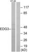 S1P3 antibody, LS-C120643, Lifespan Biosciences, Western Blot image 