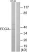 Sphingosine-1-Phosphate Receptor 3 antibody, LS-C120643, Lifespan Biosciences, Western Blot image 