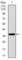 Integrin Subunit Alpha 2b antibody, abx015897, Abbexa, Western Blot image 