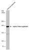 Alpha-2-macroglobulin antibody, GTX112856, GeneTex, Western Blot image 