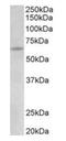 Uromodulin antibody, orb12281, Biorbyt, Western Blot image 