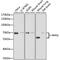 WASP Like Actin Nucleation Promoting Factor antibody, MBS126891, MyBioSource, Western Blot image 