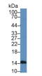 Interferon Beta 1 antibody, LS-C294747, Lifespan Biosciences, Western Blot image 