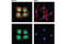 Complexin 1 antibody, 17700S, Cell Signaling Technology, Immunofluorescence image 