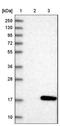 TAFA Chemokine Like Family Member 1 antibody, NBP1-80702, Novus Biologicals, Western Blot image 