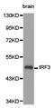 Interferon Regulatory Factor 3 antibody, LS-C193089, Lifespan Biosciences, Western Blot image 