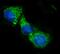 Short-chain specific acyl-CoA dehydrogenase, mitochondrial antibody, A05028-1, Boster Biological Technology, Immunofluorescence image 