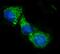 Acyl-CoA Dehydrogenase Short Chain antibody, A05028-1, Boster Biological Technology, Immunofluorescence image 