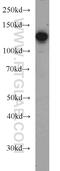 Coiled-Coil And C2 Domain Containing 1A antibody, 16816-1-AP, Proteintech Group, Western Blot image 