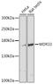 WD Repeat Domain 33 antibody, LS-C749221, Lifespan Biosciences, Western Blot image 