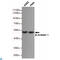 Arrestin Beta 1 antibody, LS-C814138, Lifespan Biosciences, Western Blot image 