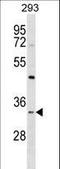 Syntaxin 2 antibody, LS-C161590, Lifespan Biosciences, Western Blot image 