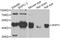 WD Repeat Domain, Phosphoinositide Interacting 1 antibody, abx007014, Abbexa, Western Blot image 