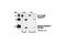 Caspase 7 antibody, 9492S, Cell Signaling Technology, Western Blot image 